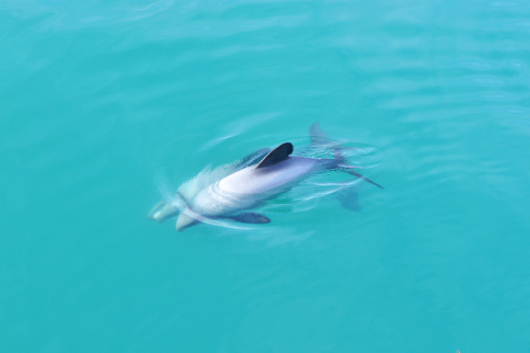 Dolphins