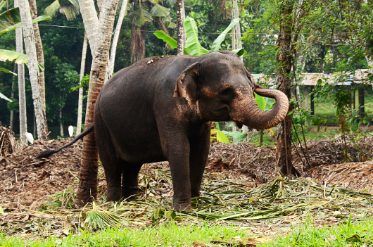 Elephant