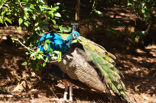 Peacock